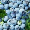 Brightwell Rabbiteye Blueberry - 3 Gallon Pot -Orchard Essence Blueberry Rabbiteye Brightwell 500x750 1