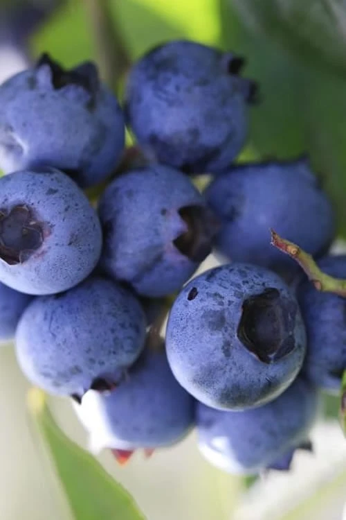 Delite Rabbiteye Blueberry - 3 Gallon Pot -Orchard Essence Blueberry Rabbiteye Delite 500x750 1