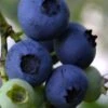 Baldwin Rabbiteye Blueberry - 1 Gallon Pot 1 Baldwin Rabbiteye Blueberry - 1 Gallon Pot -Orchard Essence Blueberry Rbbiteye Baldwin 500x750 1