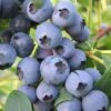 Biloxi Southern Highbush Blueberry - 1 Gallon Pot -Orchard Essence Blueberry Southern Highbush Biloxi 500x750 1