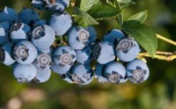 Star Southern Highbush Blueberry - 3 Gallon Pot 9 Star Southern Highbush Blueberry - 3 Gallon Pot -Orchard Essence Blueberry Star
