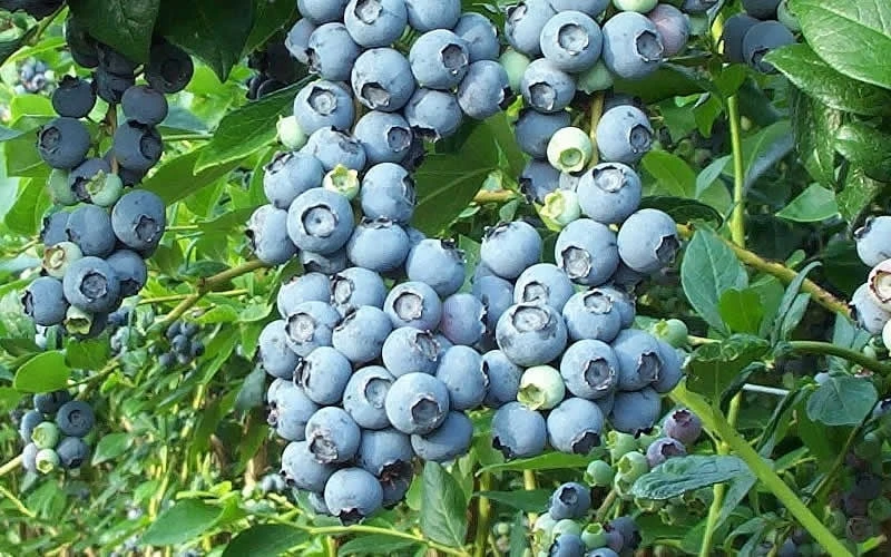 Tifblue Rabbiteye Blueberry - 7 Gallon Pot 6 Tifblue Rabbiteye Blueberry - 7 Gallon Pot - Image 4
