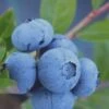 Tifblue Rabbiteye Blueberry - 7 Gallon Pot 1 Tifblue Rabbiteye Blueberry - 7 Gallon Pot -Orchard Essence Blueberry Tifblue Rev 500x750 2