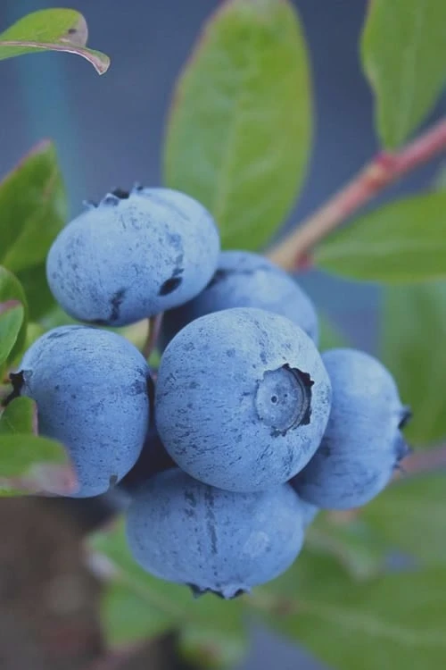 Tifblue Rabbiteye Blueberry - 7 Gallon Pot 3 Tifblue Rabbiteye Blueberry - 7 Gallon Pot
