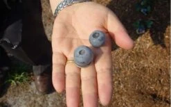 Titan Blueberry - 7 Gallon Pot -Orchard Essence Blueberry Titan