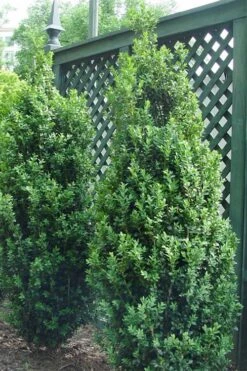 Dee Runk Columnar Boxwood - 2 Gallon Pot -Orchard Essence Boxwood Dee Runk 2 500x750 3