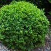 Dwarf English Boxwood - 1 Gallon Pot