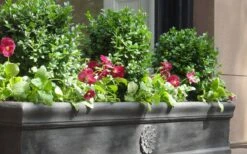 Dwarf English Boxwood - 6 Pack Of 1 Gallon Pots -Orchard Essence Boxwood Dwarf English 2 2