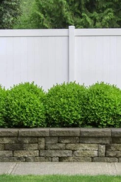 Dwarf English Boxwood - 1 Gallon Pot -Orchard Essence Boxwood Dwarf English 3 1