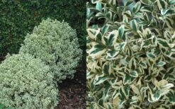 Dwarf Variegated Boxwood - 5 Gallon Pot -Orchard Essence Boxwood Dwarf Variegated 50 3