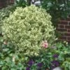 Dwarf Variegated Boxwood - 6 Pack Of 1 Gallon Pots -Orchard Essence Boxwood Dwarf Variegated 500x750 2