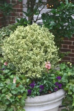 Dwarf Variegated Boxwood - 3 Gallon Pot