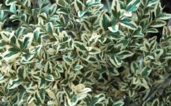 Dwarf Variegated Boxwood - 6 Pack Of 1 Gallon Pots -Orchard Essence Boxwood Dwarf Variegated 51 1
