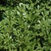 Franklins Gem Dwarf Boxwood - 3 Gallon Pot -Orchard Essence Boxwood Franklins Dwarf BS 1