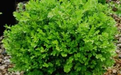Franklins Gem Dwarf Boxwood - 3 Gallon Pot -Orchard Essence Boxwood Franklins Gem 1
