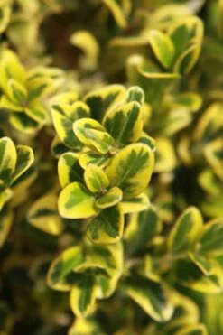 Golden Triumph Variegated Dwarf Boxwood - 1 Gallon Pot -Orchard Essence Boxwood Golden Triumph 3 2