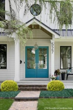 Golden Triumph Variegated Dwarf Boxwood - 1 Gallon Pot -Orchard Essence Boxwood Golden Triumph 7 2