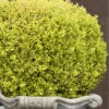 Golden Triumph Variegated Dwarf Boxwood - 1 Gallon Pot -Orchard Essence Boxwood Golden Triumph 9 2