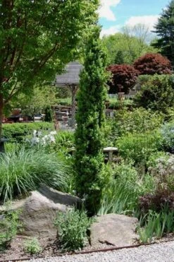 Graham Blandy Columnar Boxwood - 5 Gallon Pot -Orchard Essence Boxwood Graham Blandy 2 3