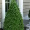 Green Mountain Boxwood - 3 Gallon Pot -Orchard Essence Boxwood Green Mountain 11 6