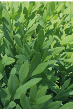 Green Mountain Boxwood - 6 Pack Of 2.5 Quart Pots -Orchard Essence Boxwood Green Mountain 12