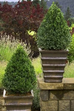 Green Mountain Boxwood - 6 Pack Of 2.5 Quart Pots -Orchard Essence Boxwood Green Mountain 23