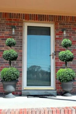 Common Boxwood 3-Ball Poodle Tier Topiary (Buxus Sempervirens) - 5 Gallon Pot -Orchard Essence Boxwood Green Mountain 3 Ball Poodle Tier 3