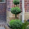 Common Boxwood 3-Ball Poodle Tier Topiary (Buxus Sempervirens) - 5 Gallon Pot -Orchard Essence Boxwood Green Mountain 3 Ball Poodle Tier 4