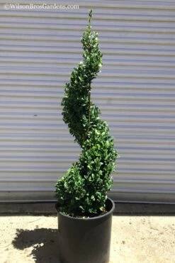 Green Mountain Boxwood Spiral Topiary - 5 Gallon Pot -Orchard Essence Boxwood Green Mountain Spiral 1