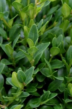 Green Velvet Boxwood - 1 Gallon Pot -Orchard Essence Boxwood Green Velvet 1 1