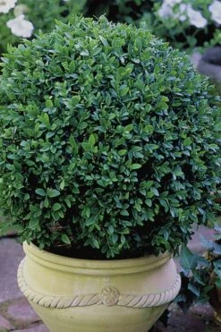 Green Velvet Boxwood - 1 Gallon Pot -Orchard Essence Boxwood Green Velvet 3 1
