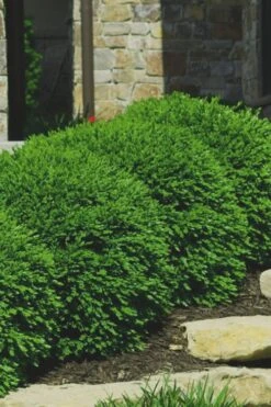 Green Velvet Boxwood - 6 Pack Of 1 Gallon Pots -Orchard Essence Boxwood Green Velvet 7 2