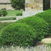 Green Velvet Boxwood - 1 Gallon Pot -Orchard Essence Boxwood Green Velvet 8 1