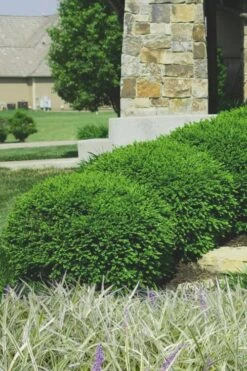 Green Velvet Boxwood - 7 Gallon Pot