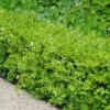 Japanese Boxwood (Buxus Microphylla) - 7 Gallon Pot
