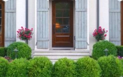 Japanese Boxwood (Buxus Microphylla) - 7 Gallon Pot -Orchard Essence Boxwood Japanese Entryway 1