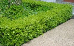Japanese Boxwood (Buxus Microphylla) - 7 Gallon Pot -Orchard Essence Boxwood Japanese Hedge 2 1