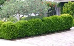 Japanese Boxwood - Buxus Microphylla - 3 Gallon Pot -Orchard Essence Boxwood Japanese Hedge 3 2