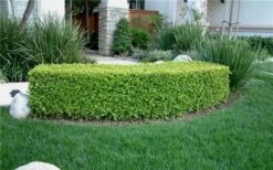 Japanese Boxwood - Buxus Microphylla - 3 Gallon Pot -Orchard Essence Boxwood Japanese Hedge 4