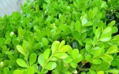 Japanese Boxwood - Buxus Microphylla - 6 Pack Of 1 Gallon Pots -Orchard Essence Boxwood Japanese Leaves Closeup