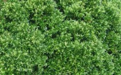 Justin Brouwers Dwarf Boxwood - 6 Pack Of 1 Gallon Pots -Orchard Essence Boxwood Justin Brouwers Leaves 1