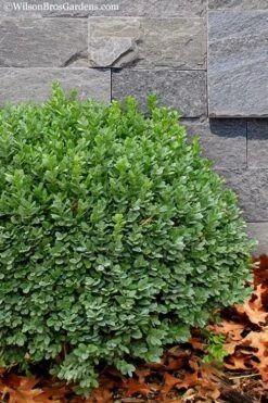 Korean Dwarf Boxwood - Buxus Sinica Var. Insularis 'Nana' - 1 Gallon Pot -Orchard Essence Boxwood Korean Dwarf Insularis Nana 1 1