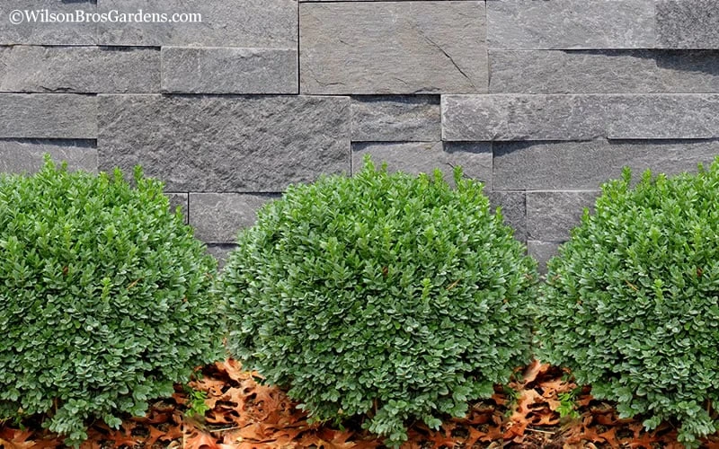 Korean Dwarf Boxwood - Buxus Sinica Var. Insularis 'Nana' - 6 Pack Of 1 Gallon Pots 7 Korean Dwarf Boxwood - Buxus Sinica Var. Insularis 'Nana' - 6 Pack Of 1 Gallon Pots - Image 5