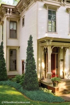 Pyramid Boxwood (Buxus Sempervirens 'Pyramidalis) - 1 Gallon Pot -Orchard Essence Boxwood Pyramidalis 11