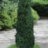 Shadow Sentry Pyramidal Boxwood - 3 Gallon Pot -Orchard Essence Boxwood Shadow Sentry 2