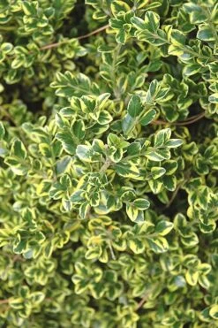 Sunburst Variegated Korean Boxwood - 1 Gallon Pot -Orchard Essence Boxwood Sunburst 2