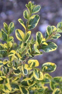 Sunburst Variegated Korean Boxwood - 1 Gallon Pot -Orchard Essence Boxwood Sunburst