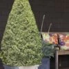 Variegated Boxwood Cone Topiary (Buxus Sempervirens 'Variegata') - 3 Gallon Pot -Orchard Essence Boxwood Variegated Cone 10