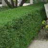 Wintergreen Boxwood - 1 Gallon Pot -Orchard Essence Boxwood Wintergreen 10 2