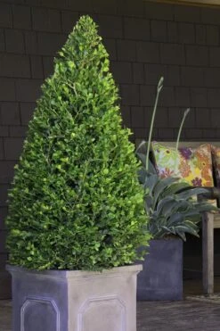 Wintergreen Boxwood - 6 Pack Of 1 Gallon Pots -Orchard Essence Boxwood Wintergreen 11